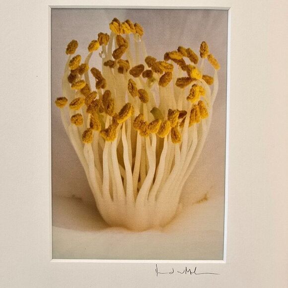 Art Photography David W Martin Signed Numbered 24626 Nature Photography - Picture 2 of 4